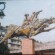 Cheval Baillard - Août 1998 - Huile sur toile – 43 x 26