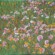 Prairie en fleur - huile sur toile